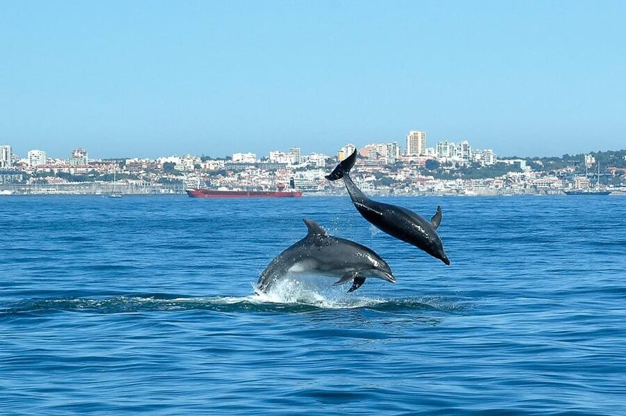 Cascais: Dolphin Watching Speedboat Tour - How the weather changes the experience