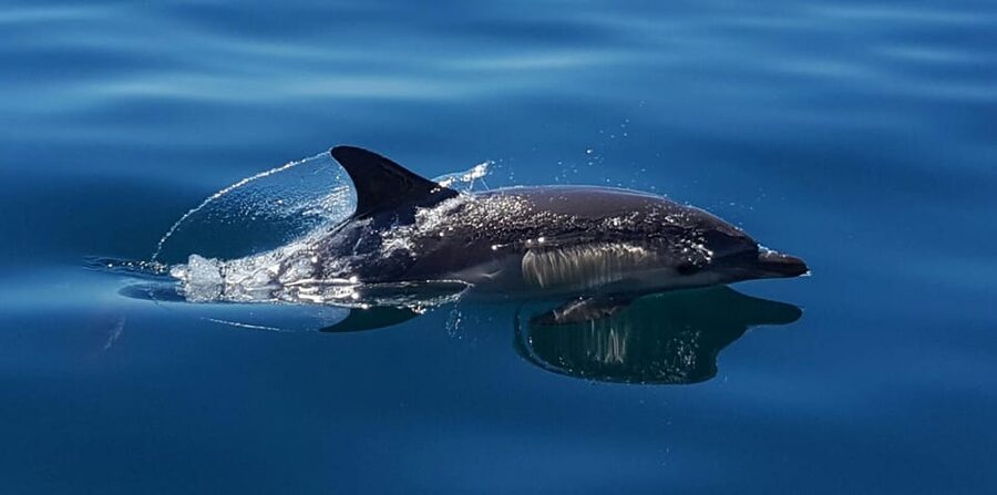 Cascais: Dolphin Watching Speedboat Tour - Is $76 a fair price?