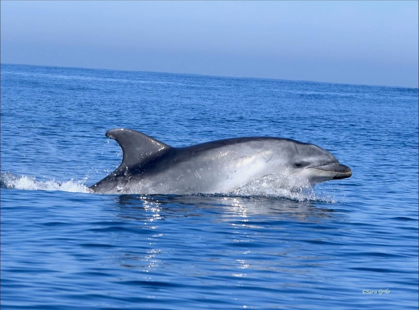 Cascais: Dolphin Watching Speedboat Tour - Practical details for a smoother outing