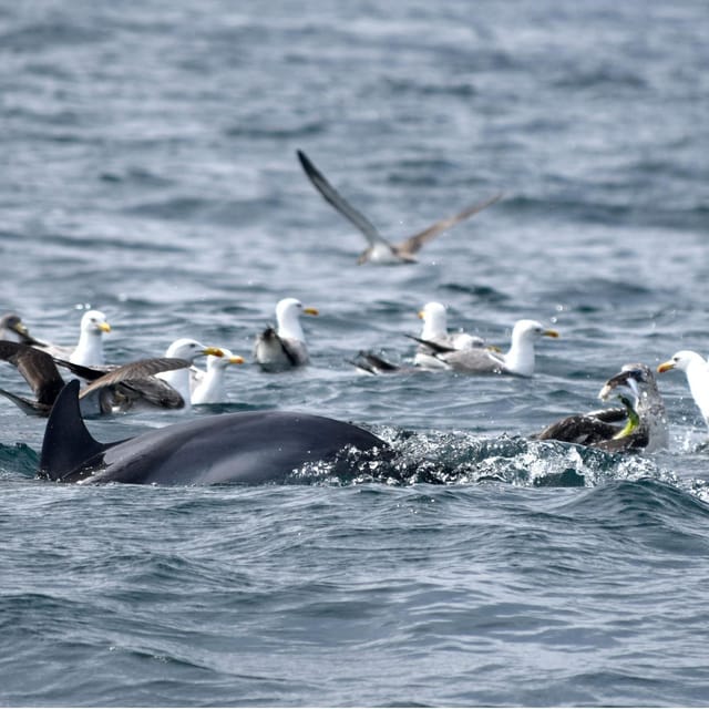 Cascais: Dolphin Watching Speedboat Tour - One hour of speedboat travel along the coast