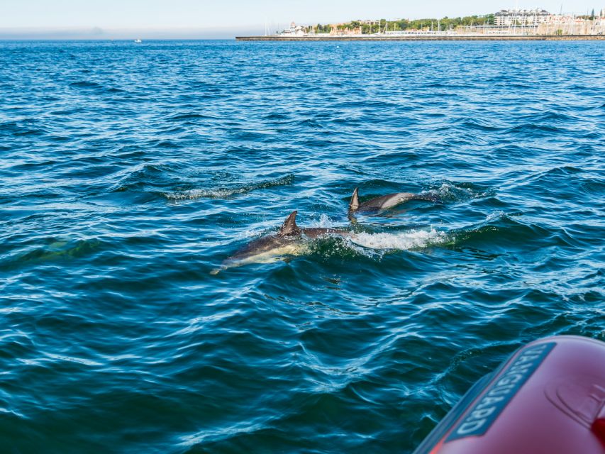 Cascais: Dolphin Watching Tour - Leaving Cascais Marina at Shop 131