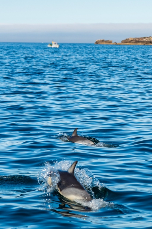 Cascais: Dolphin Watching Tour - What to Pack for the Boat