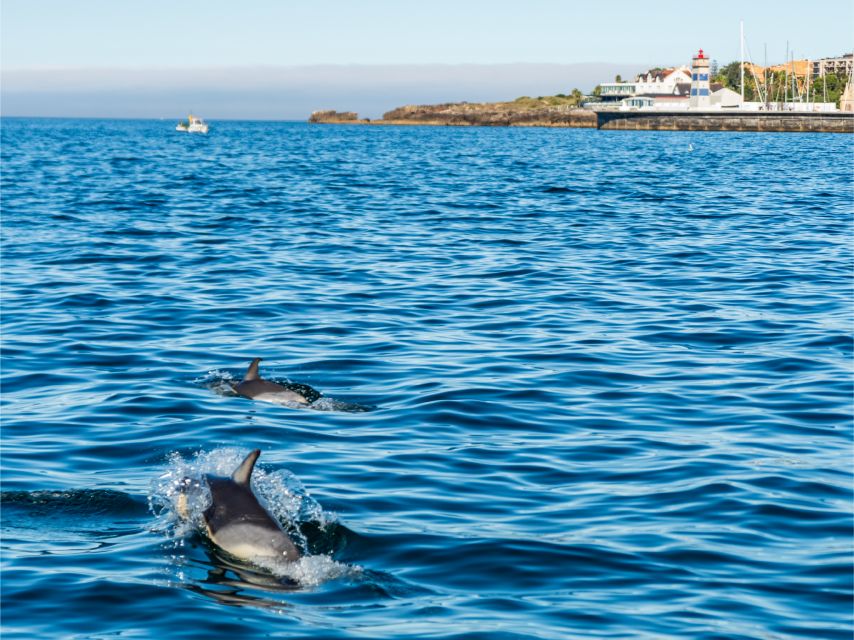 Cascais: Dolphin Watching Tour - Who Will Enjoy This Most?
