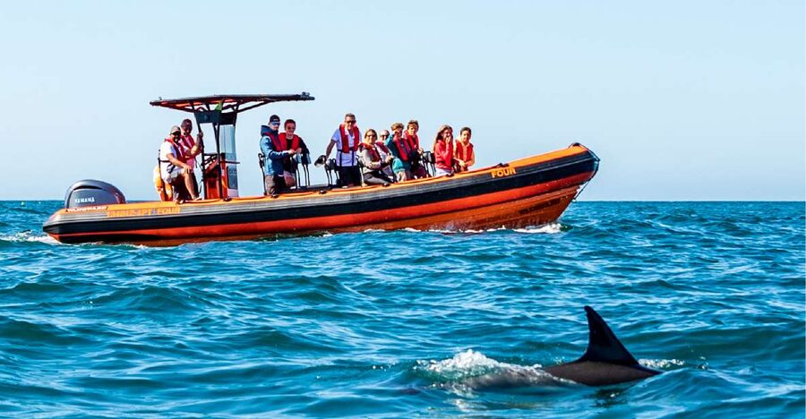 Cascais: Dolphin Watching Tour - Should You Book the Cascais Dolphin Tour?