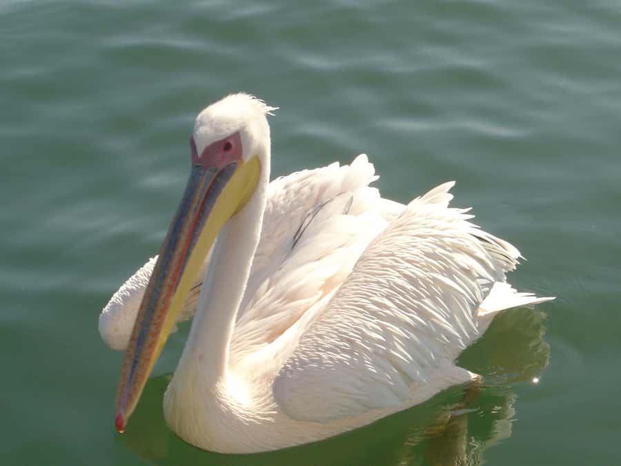 Catamaran Dolphin Cruise and Sandwich Harbour Tour - Five things that make this outing special