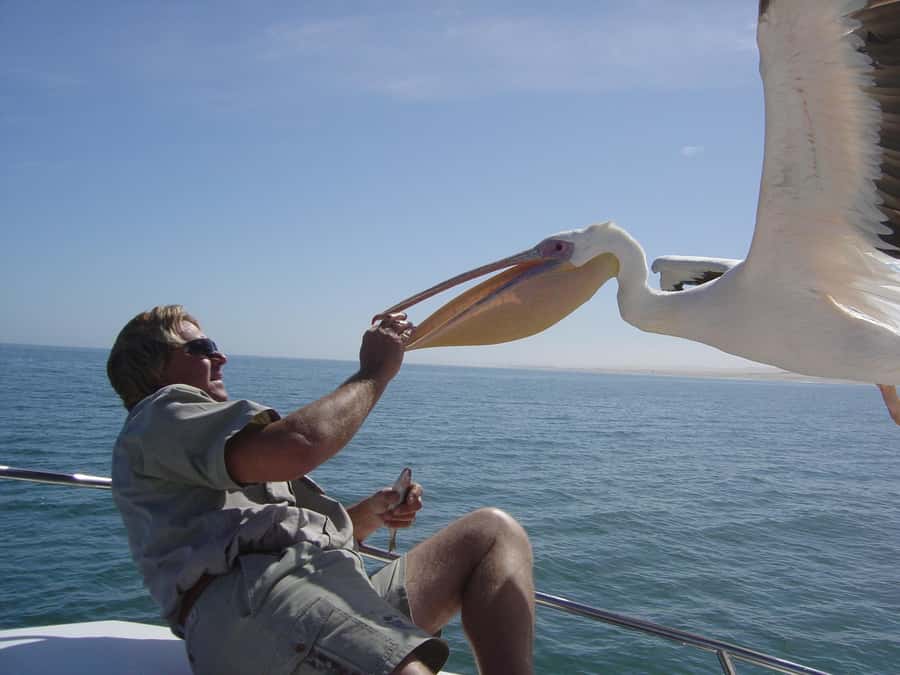 Catamaran Dolphin Cruise and Sandwich Harbour Tour - One day, two very different sides of Namibia