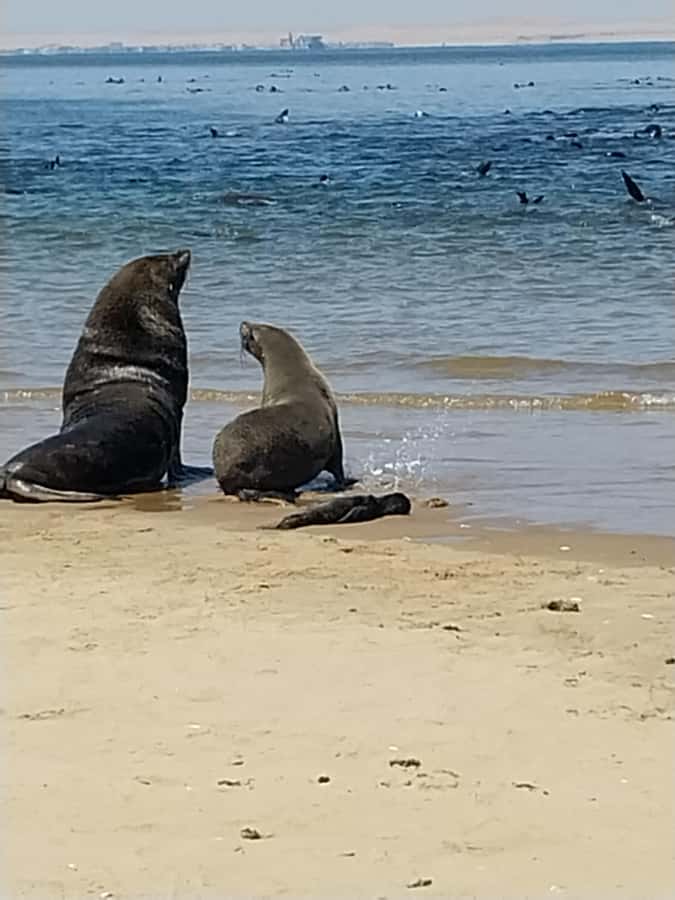 Catamaran Dolphin Cruise and Sandwich Harbour Tour - Is the $224 price fair?