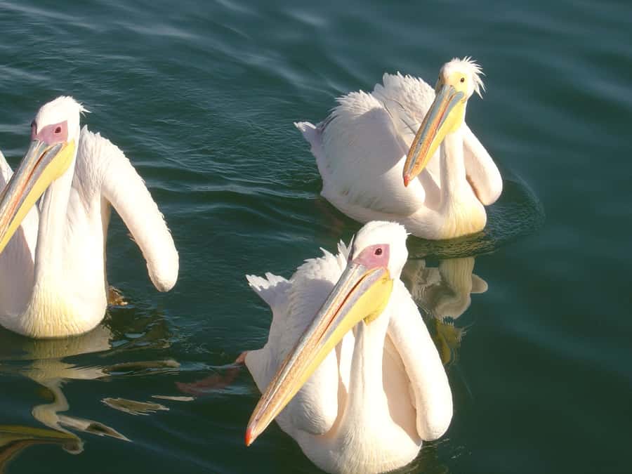 Catamaran Dolphin Cruise and Sandwich Harbour Tour - Pelican Point by catamaran: seals, dolphins, and the lighthouse