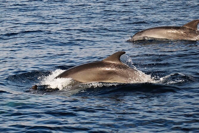 Catamaran Sailing Experience Manilva Tapas Drink Dolphins Swim Stop - The swim and snorkel stop