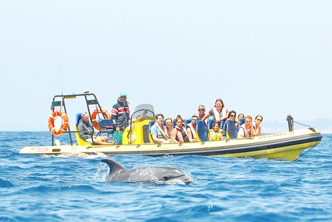 Caves and Dolphin Watching Cruise from Albufeira - The dolphin search is exciting, but never certain