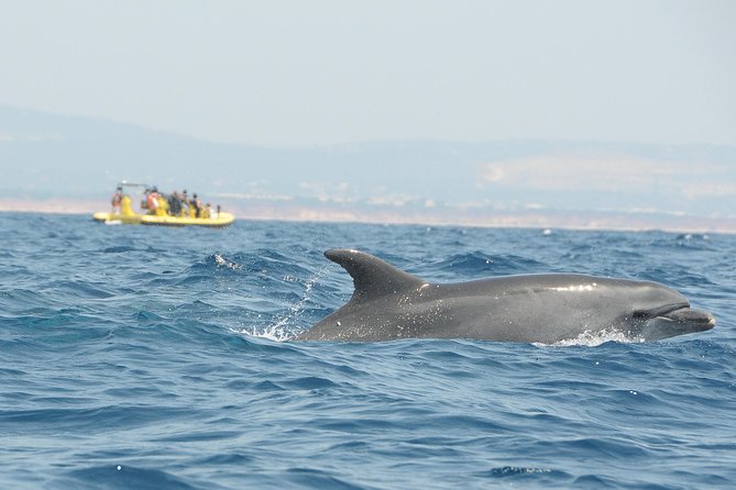 Caves and Dolphin Watching Cruise from Albufeira - Crew, guiding, and language support