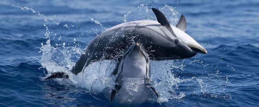 Caves & Dolphins - Combined Trip - Two Algarve highlights packed into 2.5 hours