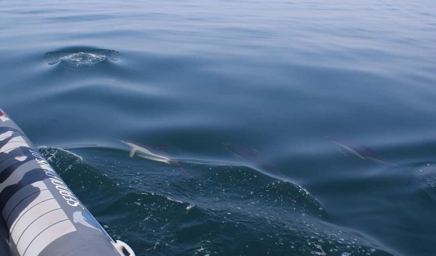 Caves & Dolphins - Combined Trip - Who should book this experience?