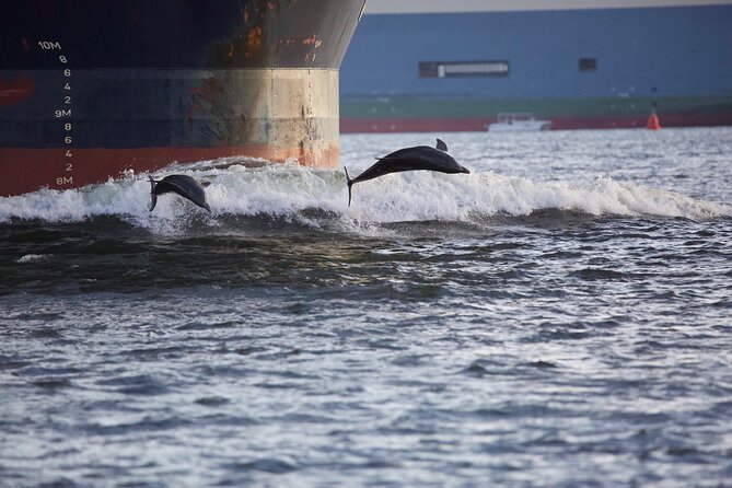 Charleston Harbor Sunset Cruise Scenic Views and Dolphin Spotting - Fort Sumter From the Water
