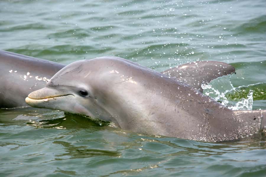 Charleston: Schooner Sailing Harbor Tour & Dolphin Watch - What the 90-minute route actually shows you