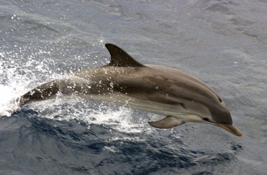 Charleston: Sightseeing Harbor Tour & Dolphin Watch - What this Charleston boat tour actually offers