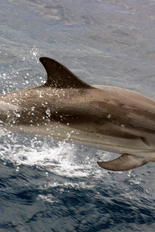 Charleston: Sightseeing Harbor Tour & Dolphin Watch - Crossing Charleston Harbor in the opening minutes