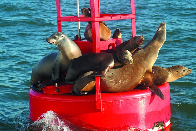 City Cruises San Diego: Whale and Dolphin Watching Adventure - What makes the San Diego whale trip worthwhile