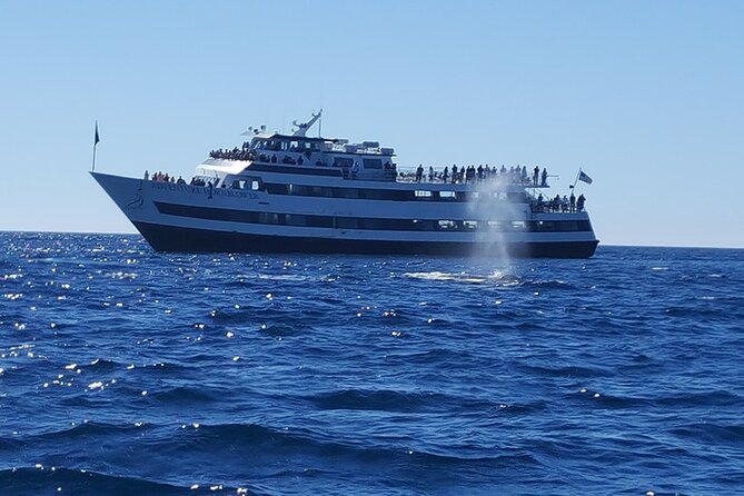 City Cruises San Diego: Whale and Dolphin Watching Adventure - What you might see besides whales