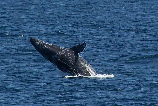 City Cruises San Diego: Whale and Dolphin Watching Adventure - Three hours or four hours on the water