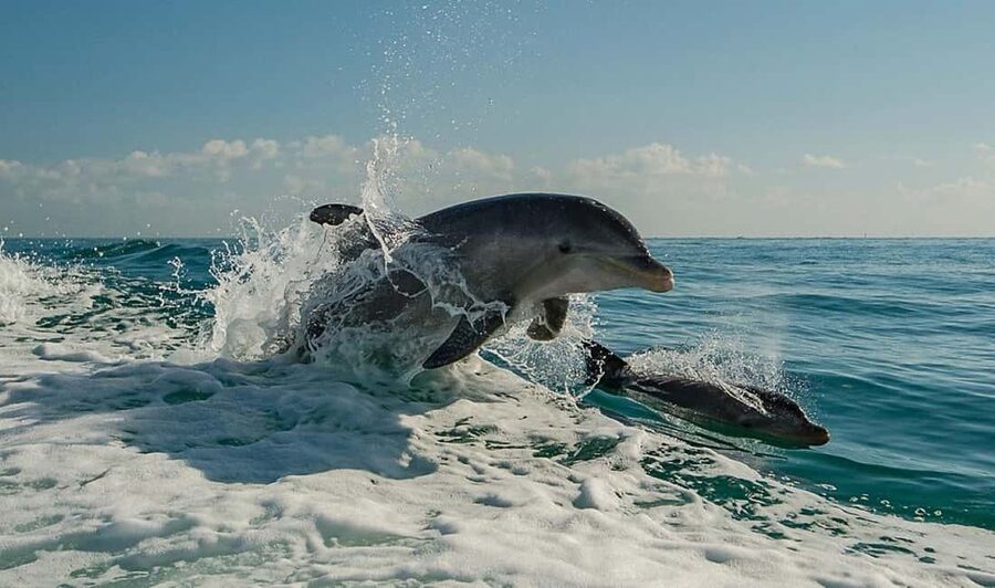 Clearwater Beach: Dolphin Excursion - Flippers Fun Boat - What happens once you are on the water