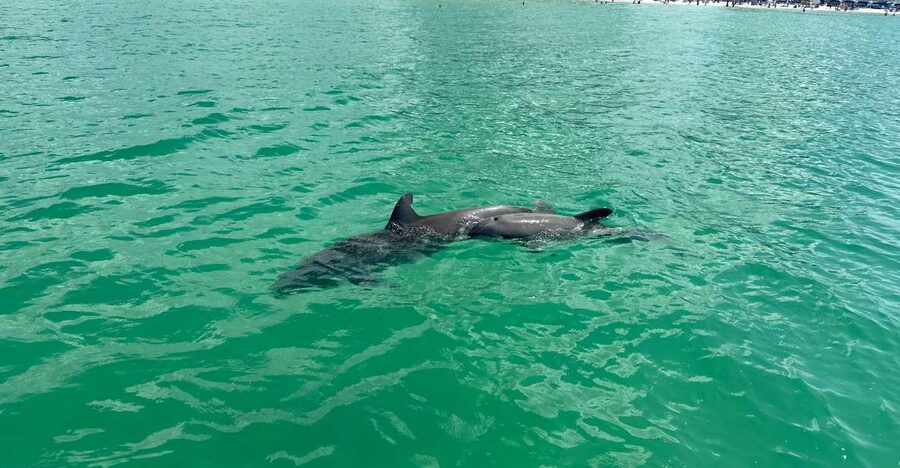 Clearwater Beach: Dolphin & Island Sandbar Cruise - The cruise out from Clearwater Beach