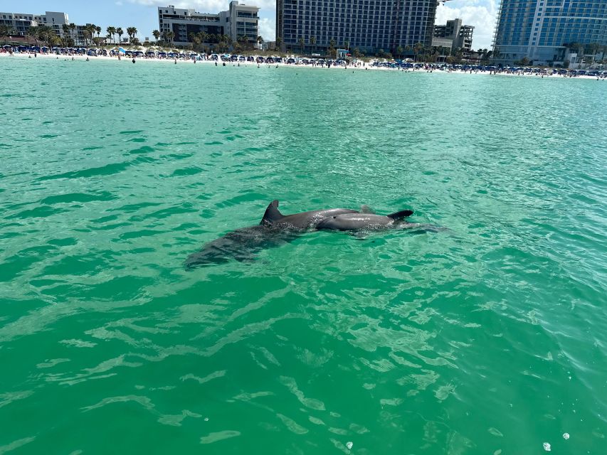 Clearwater Beach: Dolphin & Island Sandbar Cruise - Finding dolphins in the Gulf
