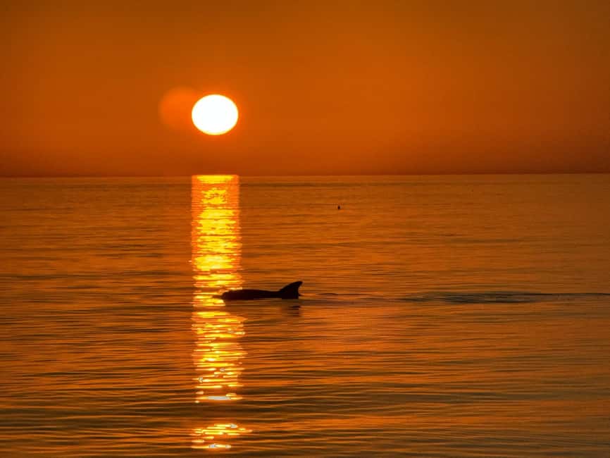 Clearwater Beach: Dolphin-Watching Sunset Cruise - The sunset is the main event