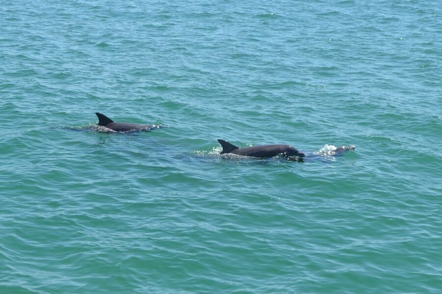 Clearwater: Cruise with Guaranteed Dolphin Sightings - Leaving Clearwater Bay for the Gulf