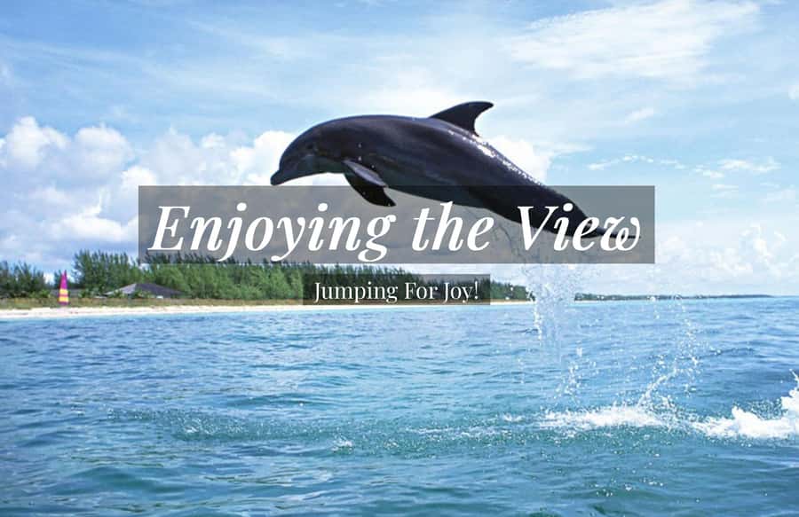 Clearwater: Dolphin Cruise with an Island Adventure - Key things to know before you go