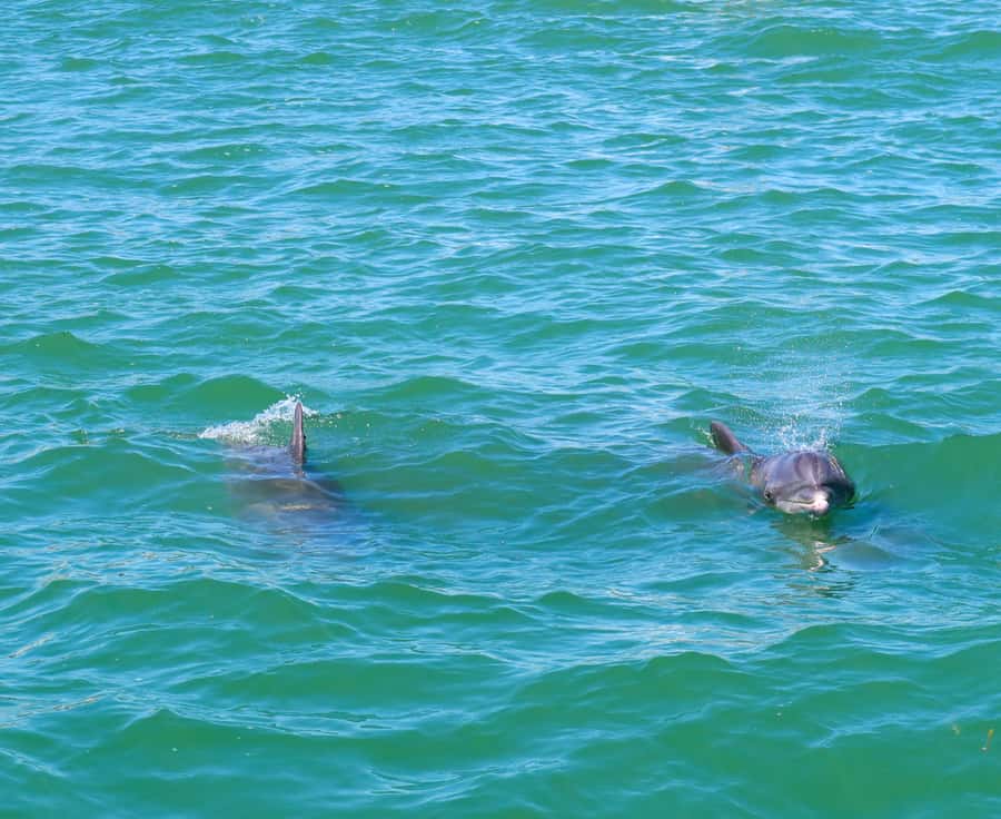 Clearwater: Dolphin Cruise with an Island Adventure - Watching wild bottlenose dolphins