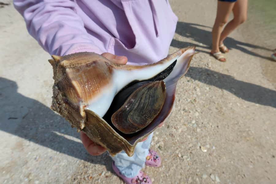Clearwater: Dolphin Cruise with an Island Adventure - Practical tips for a better ride