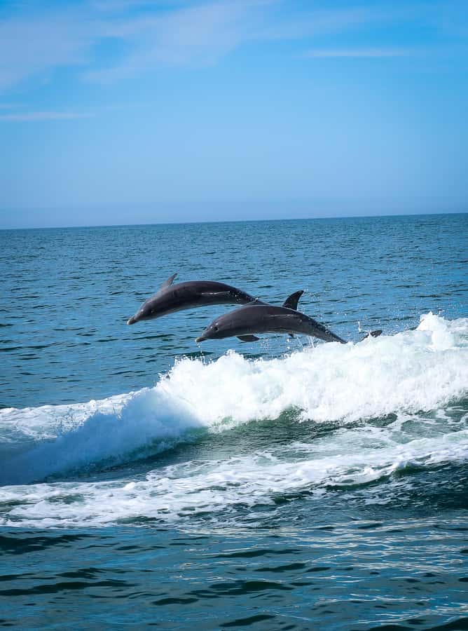 Clearwater: Dolphin Cruise with an Island Adventure - Clearwater Harbor by boat
