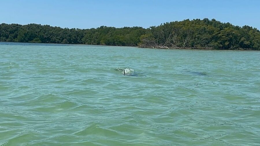 Clearwater: Dolphin Jet Ski Tour - 1 SKI FOR UP TO 3 PEOPLE - Key things to know before booking