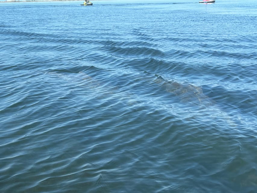Clearwater: Dolphin Jet Ski Tour - 1 SKI FOR UP TO 3 PEOPLE - Florida’s boating-safety rule