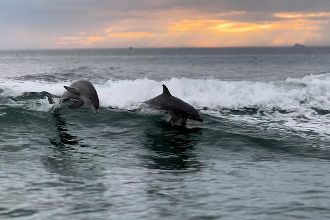 Clearwater Encounters with Dolphins Tour - Key points to know before you go