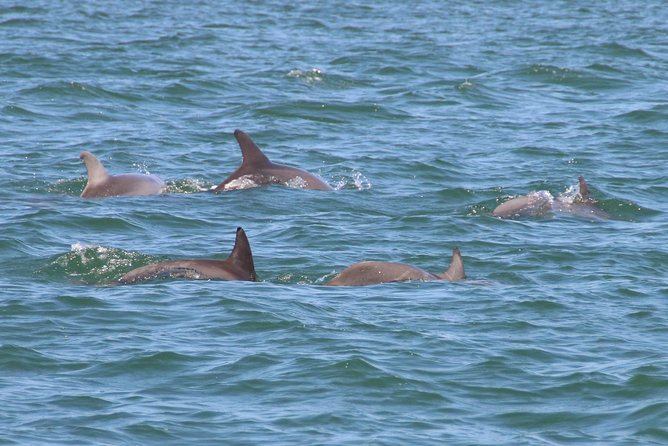Clearwater Encounters with Dolphins Tour - A short Clearwater cruise with a proper wildlife goal