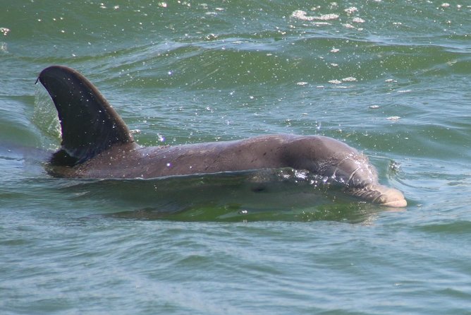 Clearwater Encounters with Dolphins Tour - Compass Island is small, sandy, and tide-dependent