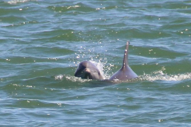 Clearwater Encounters with Dolphins Tour - Is $35.67 a good value?