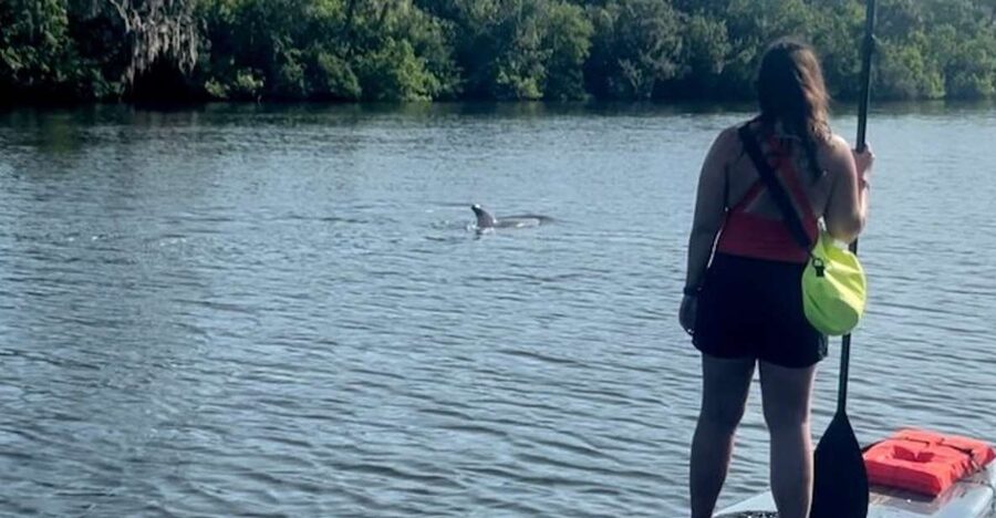 Cocoa Beach: Dolphin and Manatee Kayak or Paddle Tour - Key points at a glance