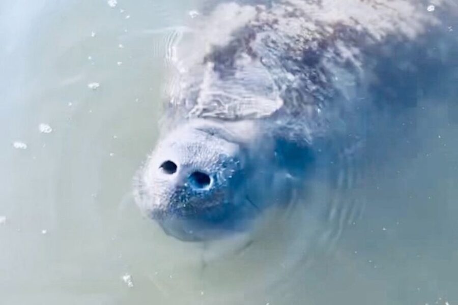 Cocoa Beach: Dolphin and Manatee Kayak or Paddle Tour - Paddling through the Banana River area