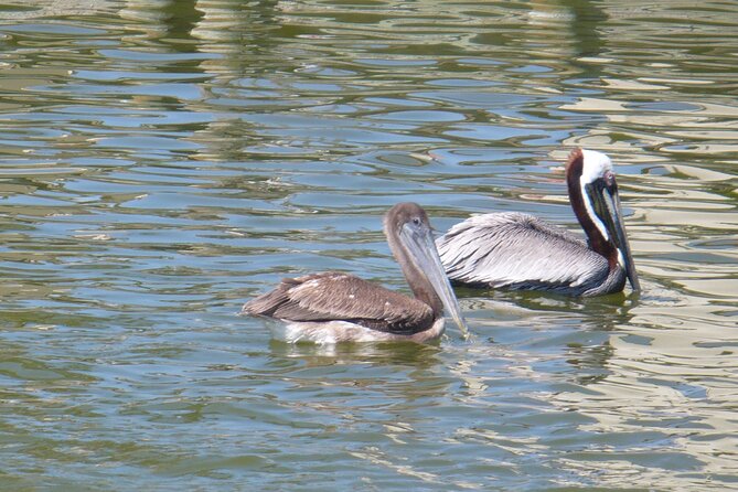 Cocoa Beach Dolphin and Wildlife Tour - Starting at 500 W. Cocoa Beach Causeway