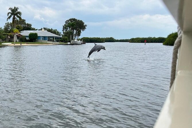 Cocoa Beach Dolphin and Wildlife Tour - Guides who explain more than animal names
