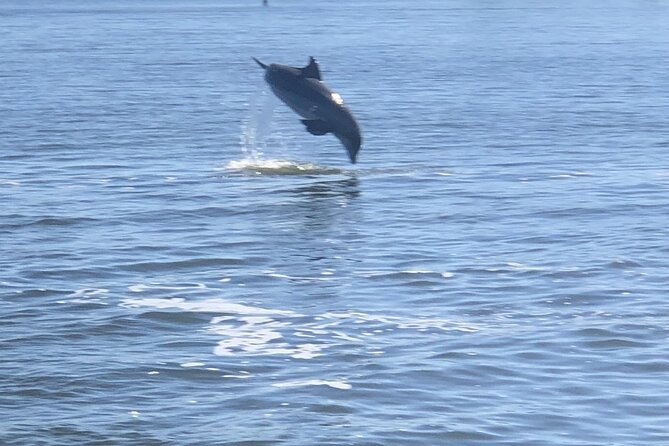 Cocoa Beach Dolphin and Wildlife Tour - Is $47 a good price?