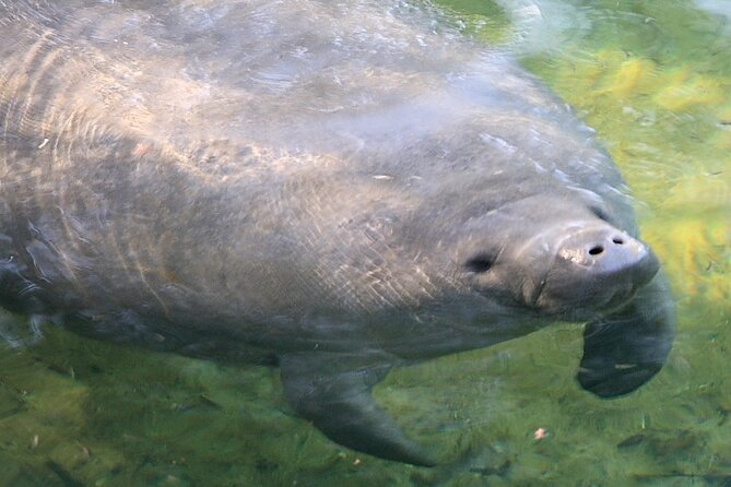 Cocoa Beach Dolphin and Wildlife Tour - Who will enjoy this Cocoa Beach cruise?
