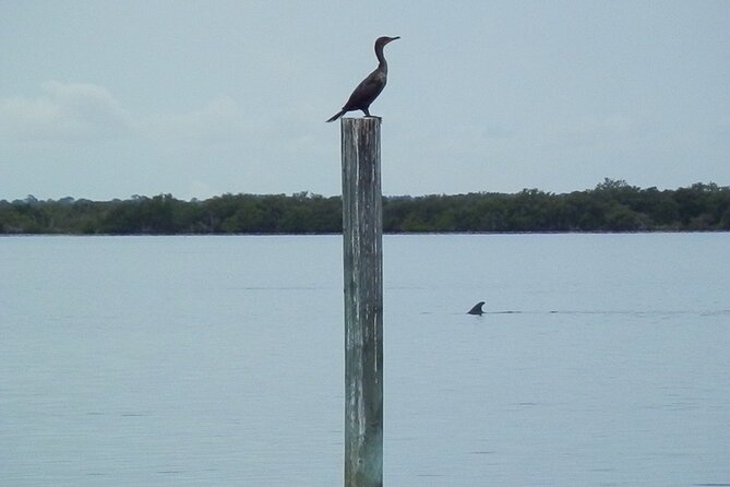 Cocoa Beach Dolphin and Wildlife Tour - Booking details and simple rules