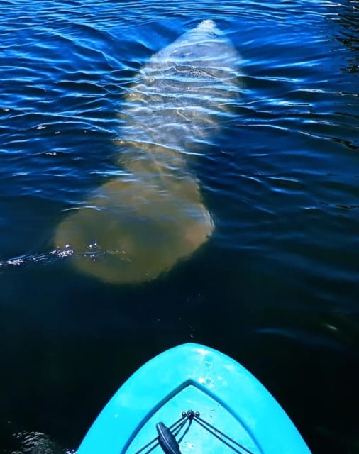 Cocoa Beach/Merritt Island: Guided Dolphin and Manatee Tour - Key points to know before you paddle