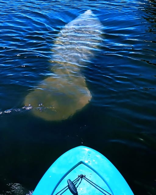 Cocoa Beach/Merritt Island: Guided Dolphin and Manatee Tour - Dolphins, manatees, and the honest wildlife question