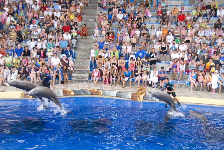 Costa Adeje: Aqualand Water Park Ticket with Dolphin Show - Queues, Loungers, and the Hot Ground