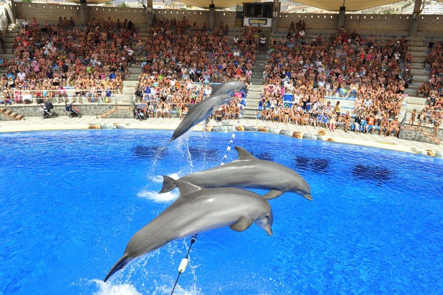 Costa Adeje: Aqualand Water Park Ticket with Dolphin Show - Getting Through the Main Gate at 10 AM
